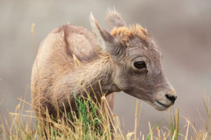 Badlands National Park: Self-Guided Driving Audio Tour - Tour Highlights