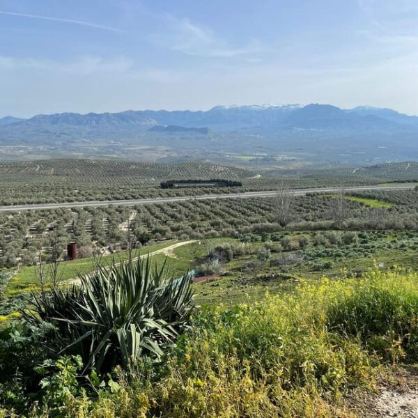Baeza: Renaissance and Romance Self-Guided Audio Tour - Exploring Baezas Culinary Delights