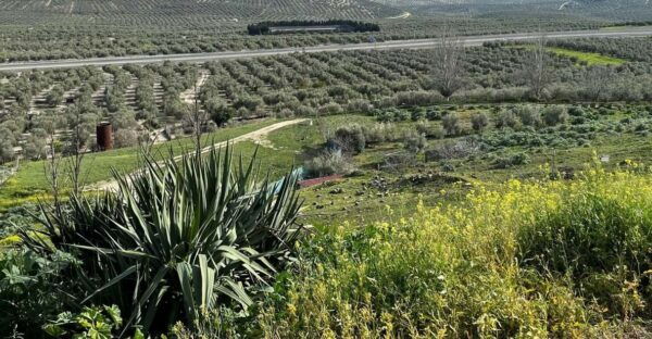 Baeza: Renaissance and Romance Self-Guided Audio Tour - Connecting With Poet Antonio Machado