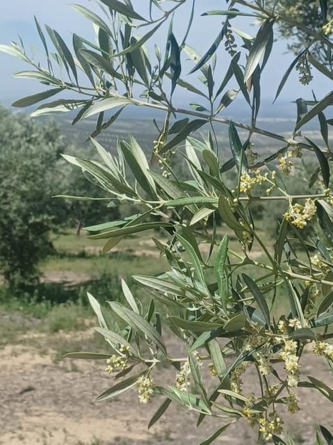 Baeza: Visit to an Ecological Olive Grove + Olive Oil Tasting - What to Expect
