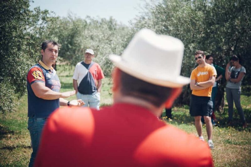 Baeza: Visit to an Organic Olive Grove + Oil Tasting - The Sum Up