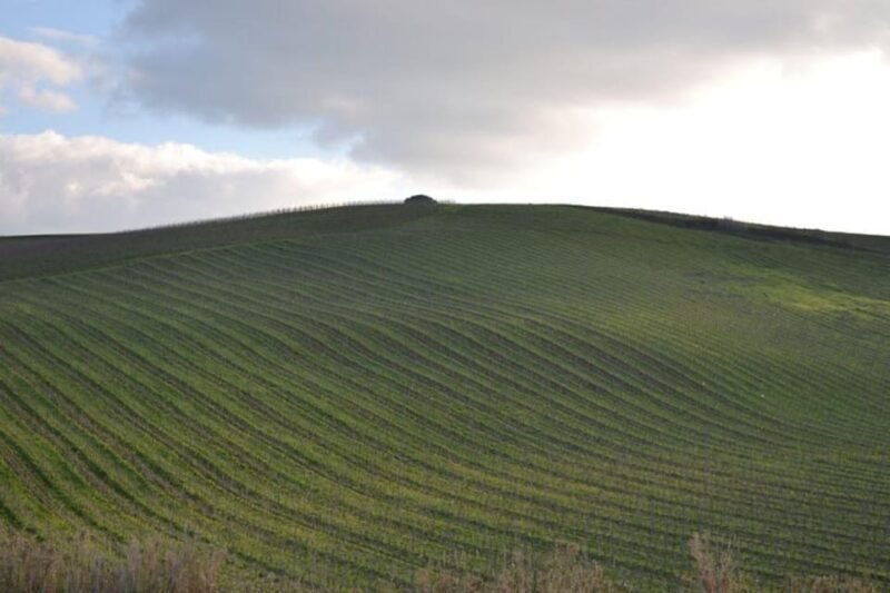Baglio Florio Adamo: Oil Tasting - Discovering Sicily’s Olive Heritage