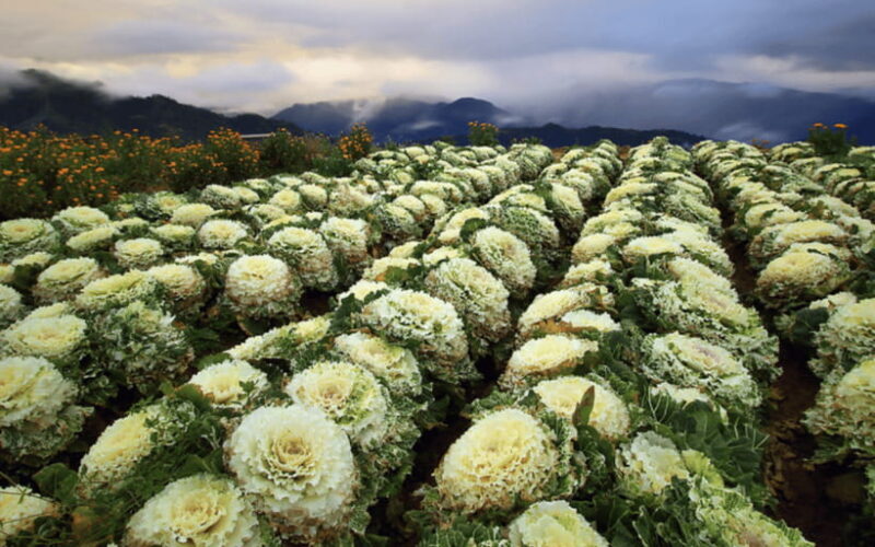 Baguio Atok Flower Blossoms (Private Tour) - Value and Practical Aspects