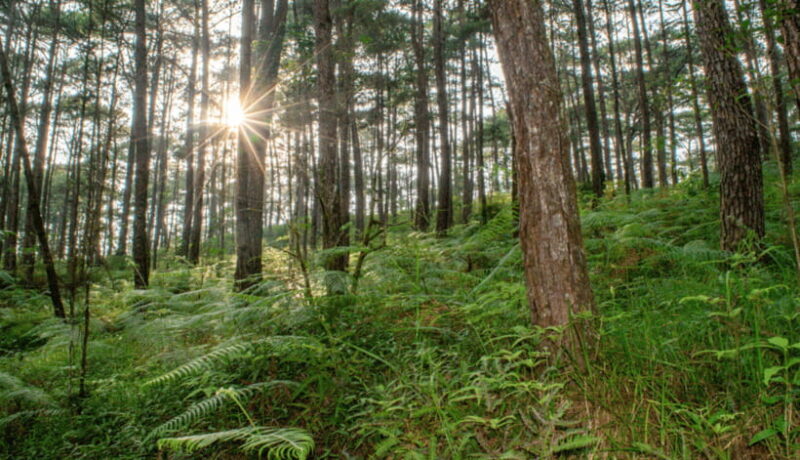 BAGUIO CITY DAY TOUR (FROM MANILA) - Good To Know