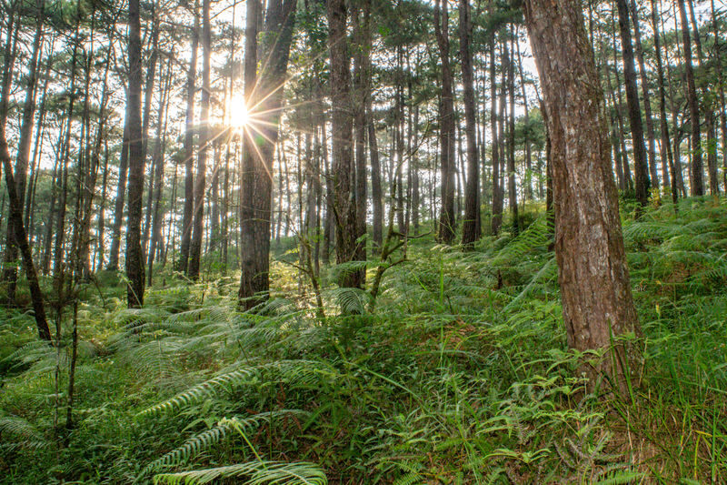 Baguio City Day Tour from Manila - Private transport is the main value