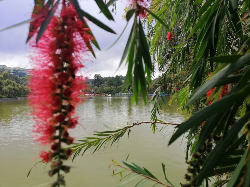 Baguio Instagram Walking Tour - Is the guide the best reason to go?