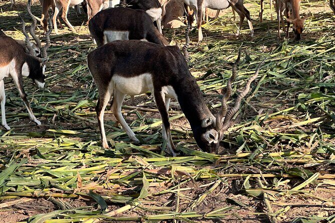 Bahawalpur Heritage Sites and Cholistan Desert Adventure - Good To Know