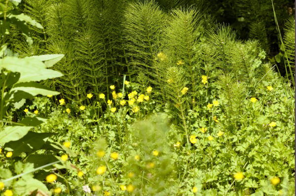 Bainbridge Island Discovery Tour - Meeting Point