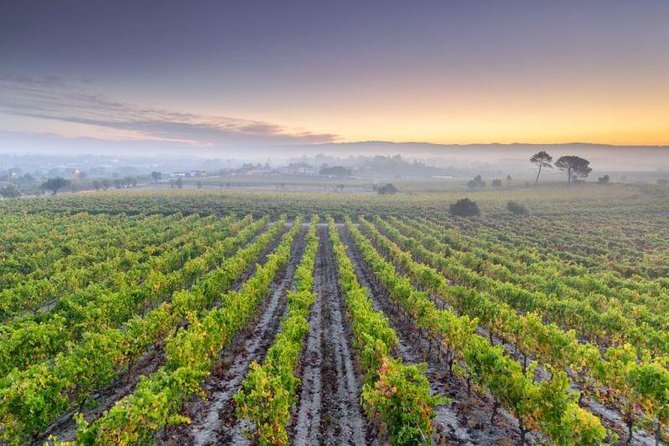 Bairrada Private Tour (Luso & Curia Villages) With Wine Tasting - Tour Highlights
