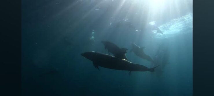 Baja California: 6-Day Scuba & Snorkel Expedition - Good To Know