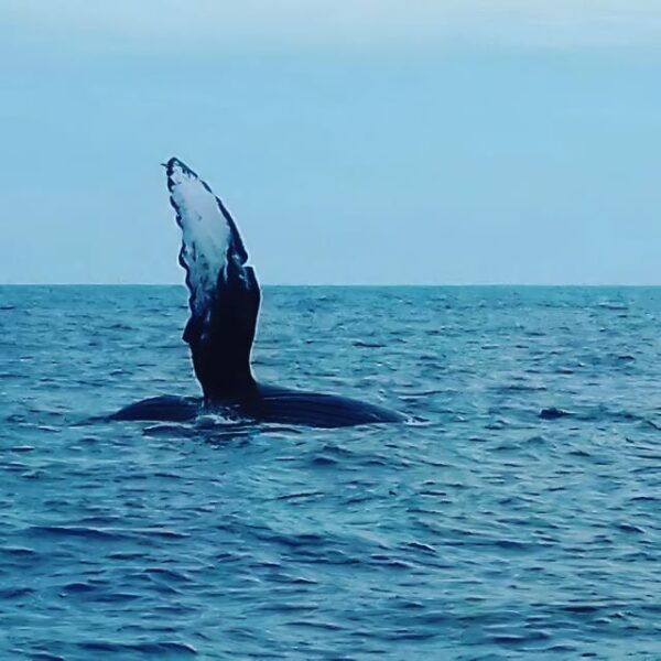 Baja California: 6-Day Scuba & Snorkel Expedition - Important Information and Recommendations