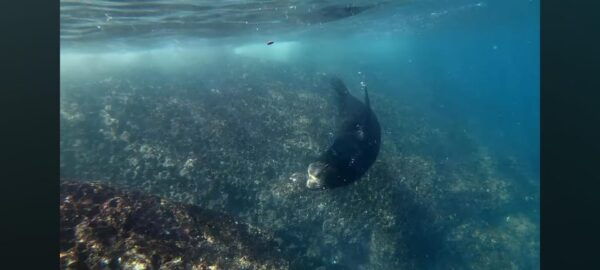 Baja California: 6-Day Scuba & Snorkel Expedition - Frequently Asked Questions