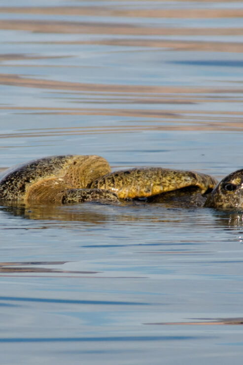 Baja California: Whale-Watching Tour in La Ventana 3 People - Good To Know