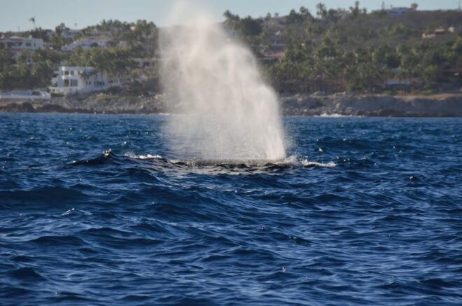 Baja California: Whale-Watching Tour in La Ventana 3 People - Important Details