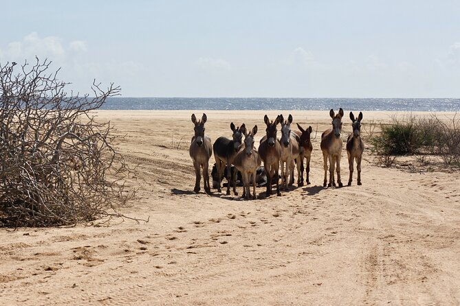 Baja Peninsula Hiking Tour With a Donkey Companion  - San Jose Del Cabo - Donkey Care and Safety Tips