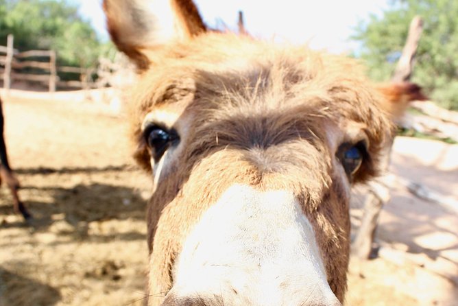 Baja Peninsula Hiking Tour With a Donkey Companion  - San Jose Del Cabo - Upgrade Options and Pricing