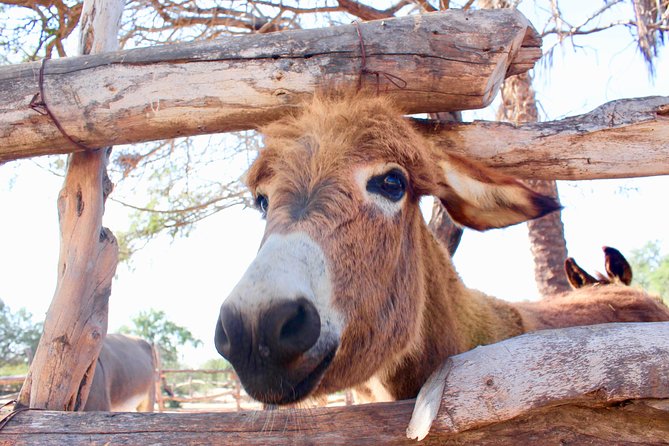 Baja Peninsula Hiking Tour With a Donkey Companion  - San Jose Del Cabo - Tips for a Memorable Hiking Experience