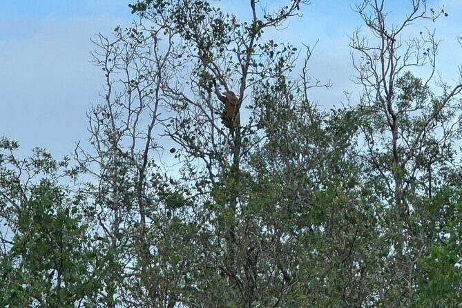 Bako National Park by Night from Kuching - A Closer Look at the Night Tour Experience