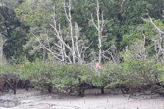 Bako National Park by Night from Kuching - Authentic Insights and Reviewer Highlights