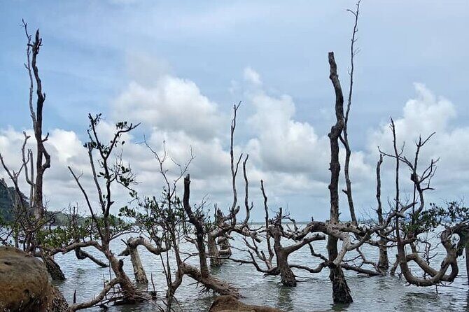 Bako National Park by Night from Kuching - Final Thoughts: Is This Tour Right for You?