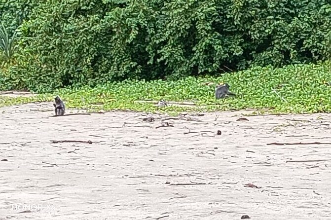 Bako National Park by Night from Kuching - FAQs