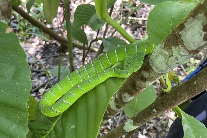 Bako National Park Day Tour in Kuching - Lunch and the return to Kuching