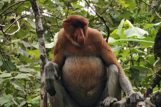 Bako National Park : Nature & Wildlife - Good To Know