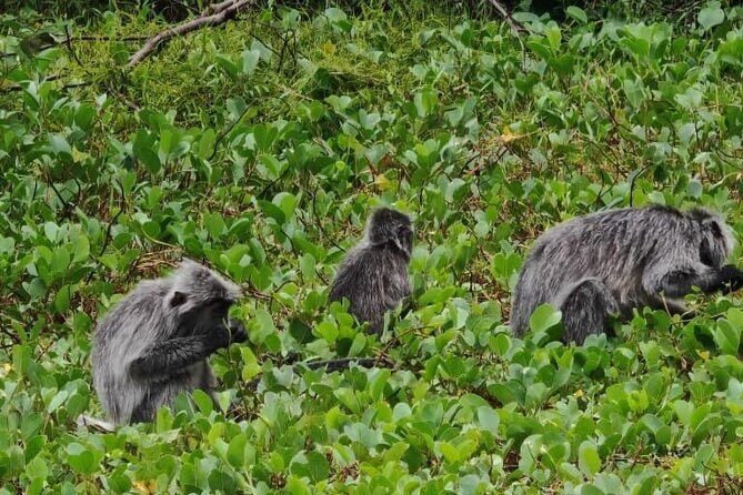 Bako National Park : Nature & Wildlife - Mid-Afternoon: Relaxation and Reflection
