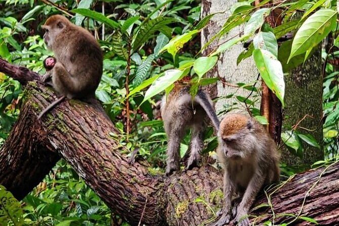 Bako National Park : Nature & Wildlife - The Return Trip