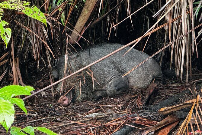 Bako National Park : Nature & Wildlife - Group Size and Guide