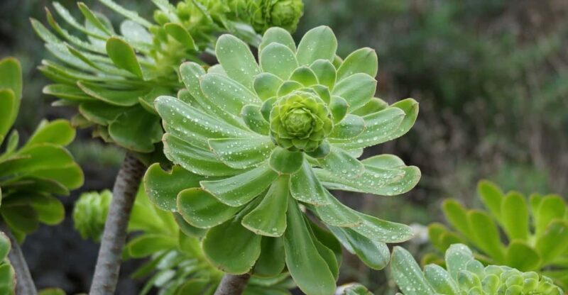 Balades Découverte Anaga & La Laguna - Exploring the Itinerary in Detail