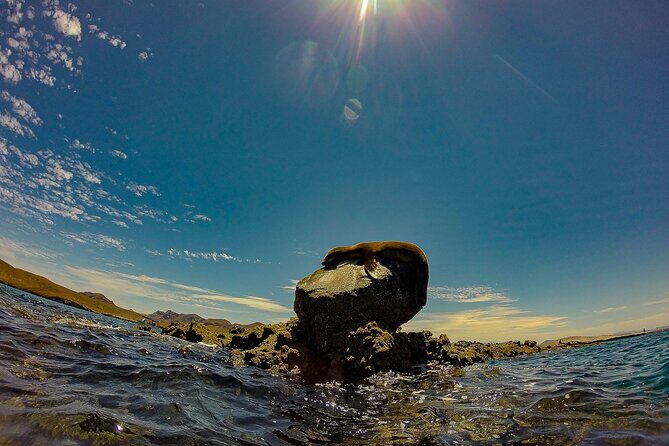 Balandra Beach Escape with Snorkeling and Wildlife Watching - Final Thoughts: Is It Worth It?