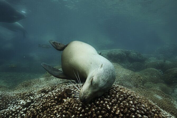 Balandra Private Boat Tour - FAQ