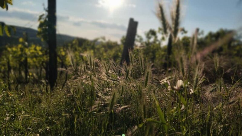 Balaton: All-Weather Hilltop Planetarium & Stargazing Tour - Final Thoughts