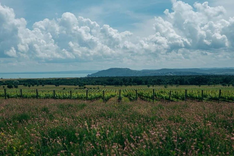 Balatonfüred: Zelna Wine Bistro Tasting Experience - The Sum Up