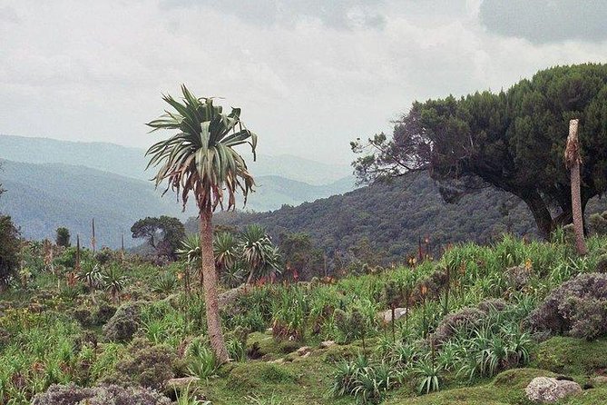 Bale Mountain 3 Days Tour - Good To Know