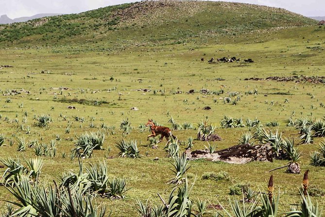 Bale Mountain 3 Days Tour - Day 3 Itinerary