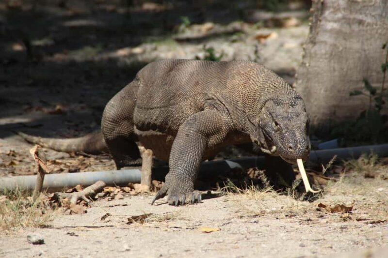 Bali: 2-Day Komodo National Park Tour - Good To Know