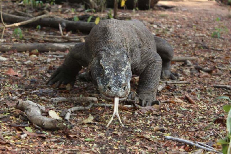 Bali: 2-Day Komodo National Park Tour - Final Thoughts