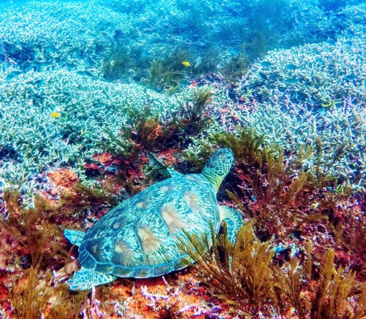 Bali: 2-Day PADI Advanced Open Water Course - Practical Details: What You Should Know