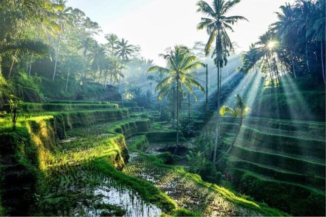 Bali: 4 Hours Private Short Tour/Kuta/Seminyak/Ubud/Nusadua - Service Features and Flexibility