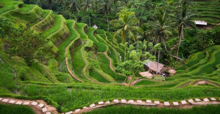 Bali: 8-Hour Ubud Highlights & Tanah Lot Temple Sunset Trip - Activity Details