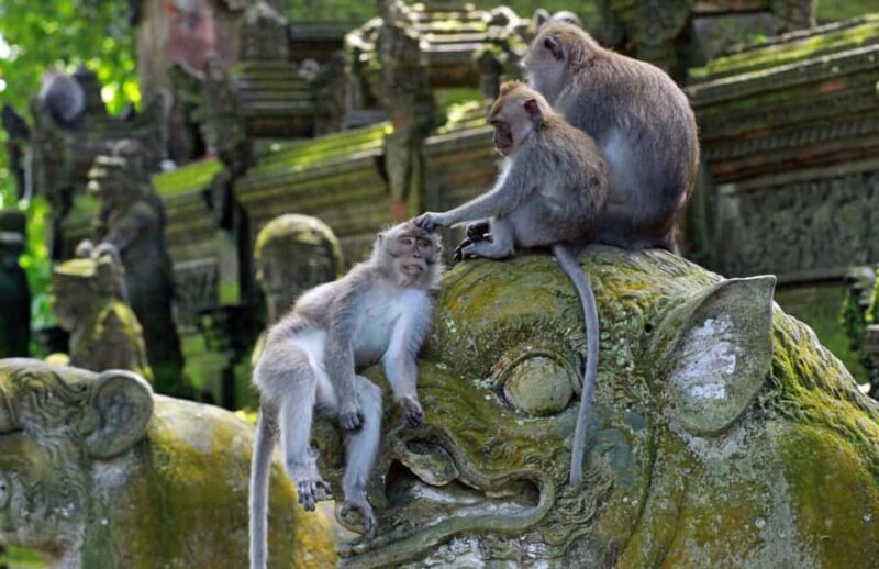 Bali Adventure: ATV Ride & Sacred Monkey Forest Experience - Is it worth the cost?