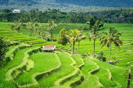 Bali All Time Favourites Private Day Trip - What the fare covers, and what it does not