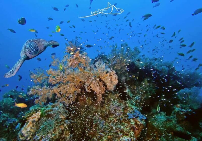 Bali/Amed: 2 Fun Dives for Certified Divers with Transfers - Exploring Bali’s Underwater Gem: Amed with 2 Fun Dives for Certified Divers