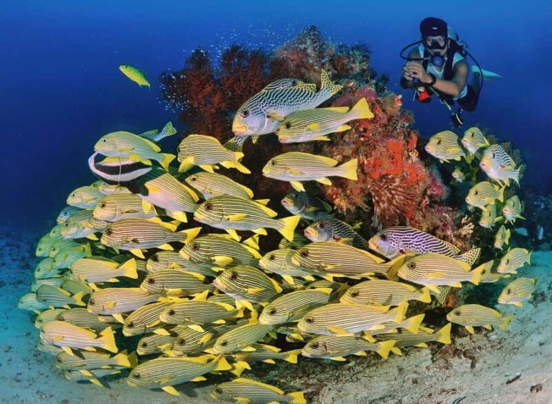 Bali/Amed: 2 Fun Dives for Certified Divers with Transfers - Who Will Love This Tour?