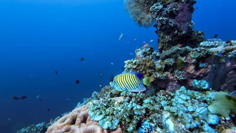 Bali, Amed: Advanced Open Water Course with Kayak Adventure - Authentic Reviewer Insights