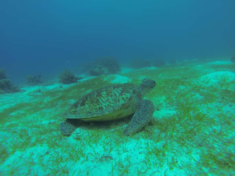 Bali, Amed: Deep Diver Speciality Course and Kayak Trip - Price and Value