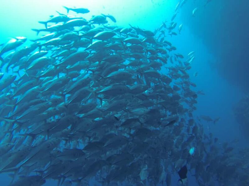 Bali, Amed: Deep Diver Speciality Course and Kayak Trip - Practical Tips for Participants