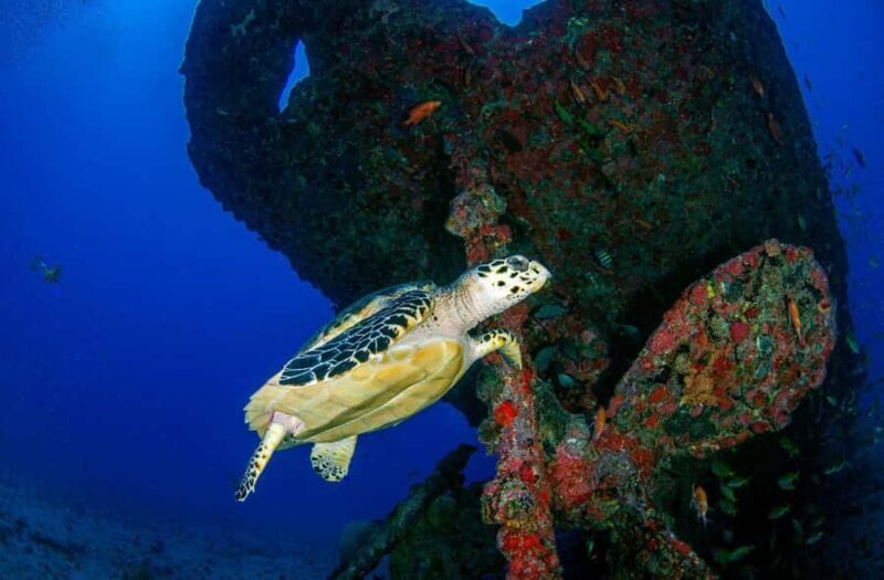 Bali, Amed: Enriched Air Nitrox Diving Course and Kayak - Good To Know